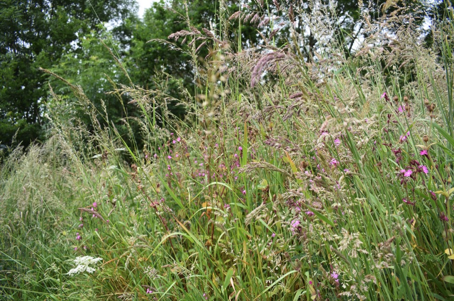 Long grass and campions
